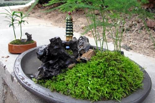 北京盆景艺术研究进入新阶段