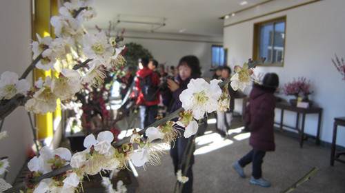 新春腊梅 新春腊梅