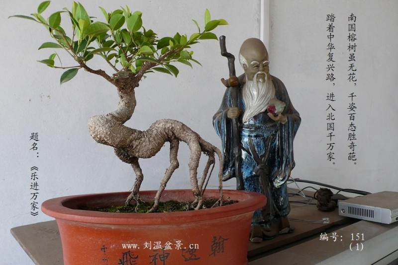 北京盆景小菊评价指标量化 进入产业化发展的轨道