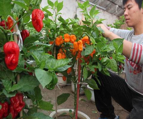 北京：延庆镇广积屯培育出30多种盆景蔬菜