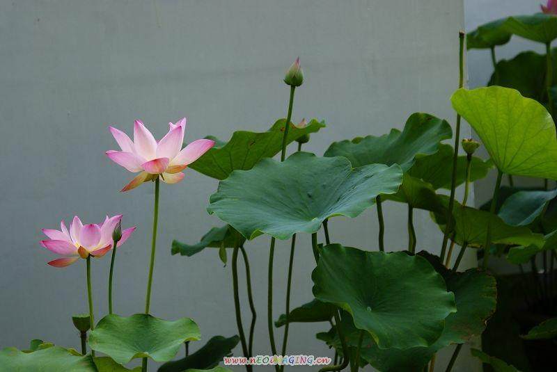 北京景山公园举办第六届荷花盆景艺术节