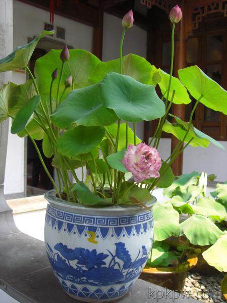 北京高端盆景集中展示展出