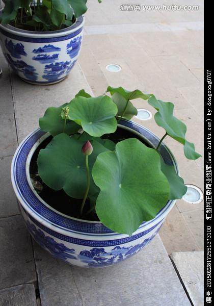 北京御香苑控股集团高层来如考察花木盆景产业