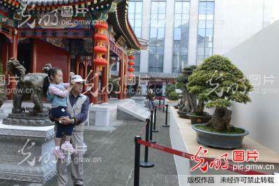 北京现代中国盆景名家作品首次在园博馆亮相