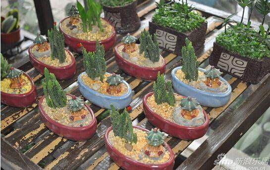 北京怡园成品家创意盆景DIY活动 绿动京城