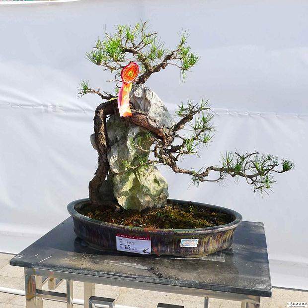 2016年中国盆景展将在番禺广场举行