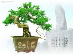 盆景产品怎么取名