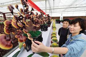 图文天津市园林花卉管理中心灵芝盆景受青睐