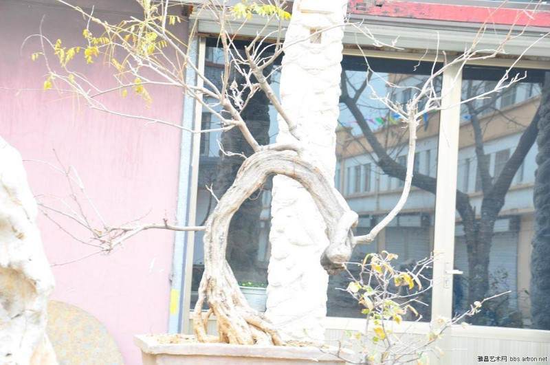 天津大港区73岁老人自学雕刻盆景20余年