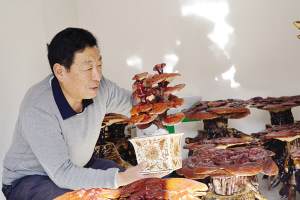 天津市武清区汊沽港镇津溪桃园灵芝盆景价值高