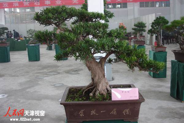 盆栽展品：罗汉松