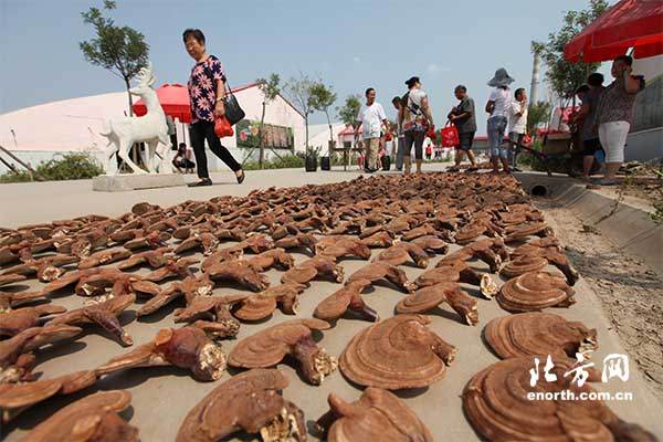 天津张家窝灵芝园迎八方来客 灵芝盆景受人关注