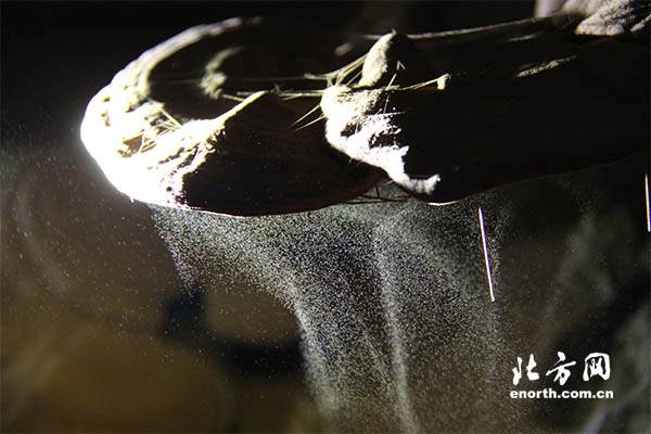 天津张家窝灵芝园迎八方来客 灵芝盆景受人关注