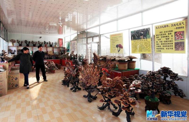 天津蓟县农民巧做灵芝盆景