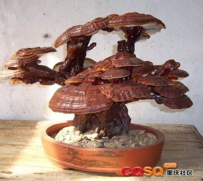 天津西青张家窝灵芝种植基培育灵芝盆景7月上市