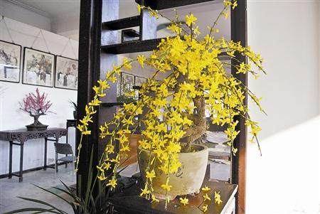 天津市水上公园盆景园迎春蜡梅艺术展