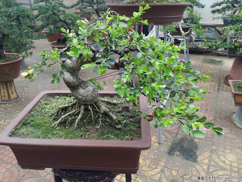 天津打造西方疏林草地和东方盆景有机融合的模式