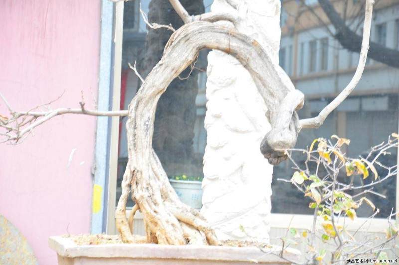 天津泰达大街沿线添新景观 大型盆景加盟