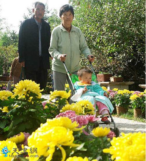 天津第49届菊展在水上公园盆景园开幕