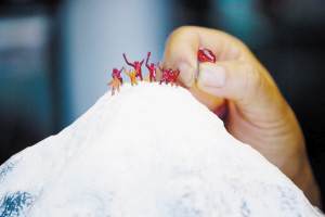 盆景再现 圣火上珠峰(图)