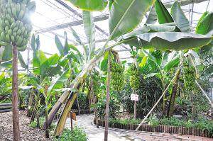 天津农业基地 南方水果北方摘 蔬菜也能当盆景