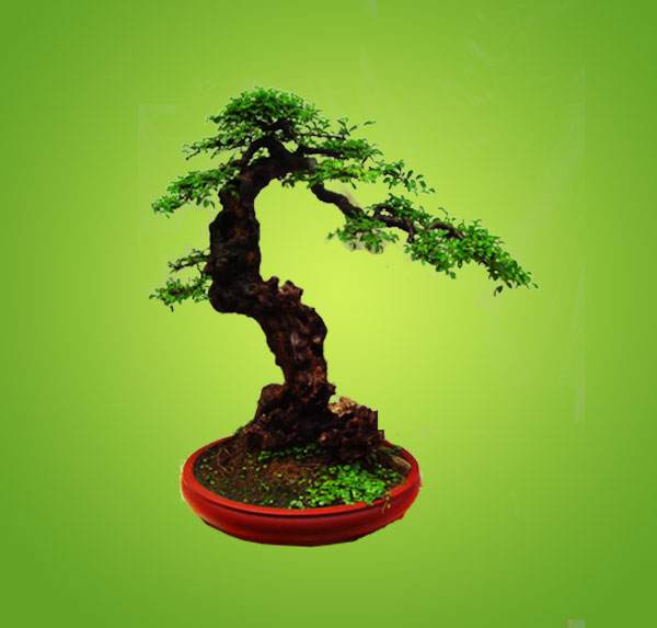 鲜花盆景扮居室 天津津南花市火