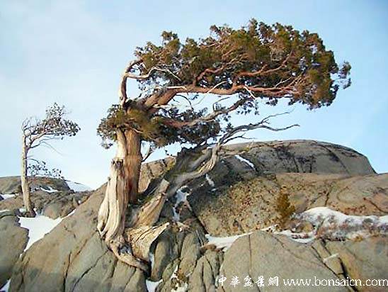 师法自然的海派盆景