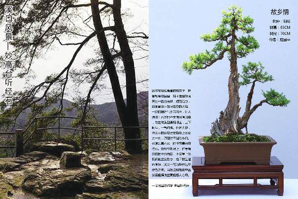 100_101.jpg 中国盆景艺术大师 应国平 图片