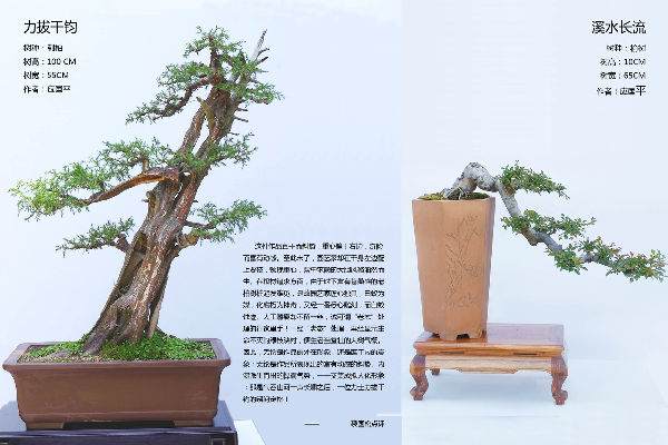 108_109.jpg 中国盆景艺术大师 应国平 图片