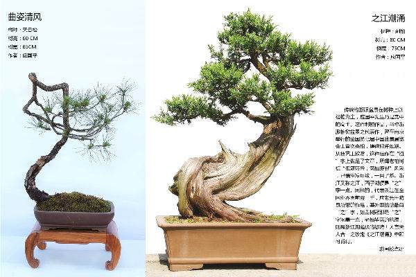 106_107.jpg 中国盆景艺术大师 应国平 图片