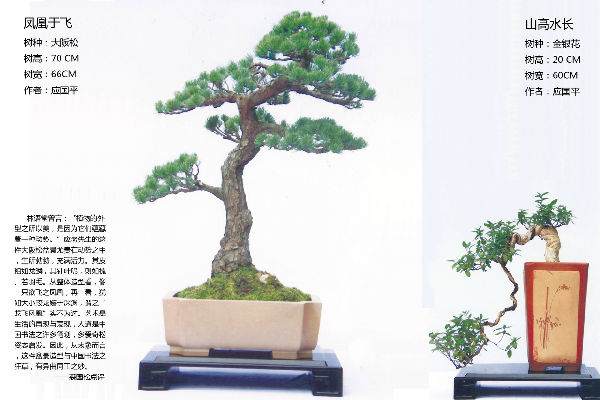 112_113.jpg 中国盆景艺术大师 应国平 图片