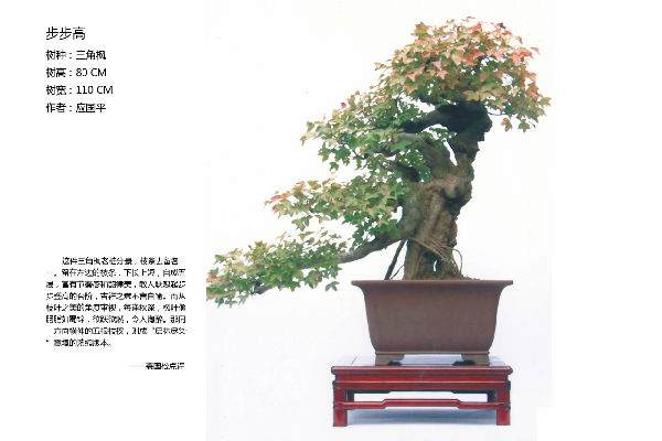 114_115.jpg 中国盆景艺术大师 应国平 图片