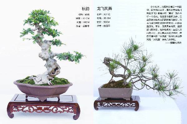 104_105.jpg 中国盆景艺术大师 应国平 图片