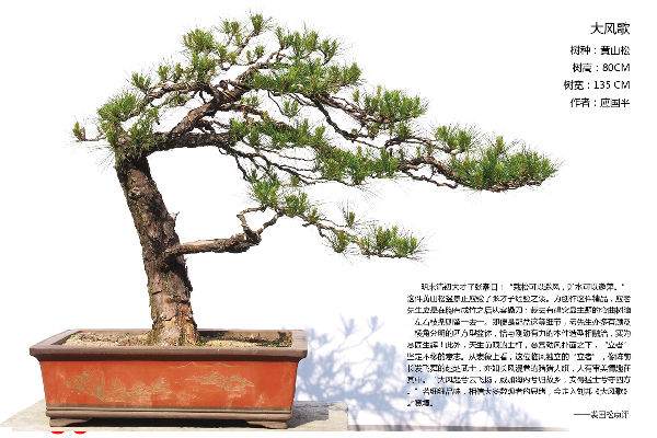 102_103.jpg 中国盆景艺术大师 应国平 图片