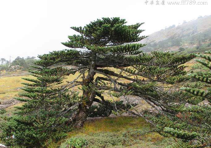 从师法自然谈盆景的审美取向