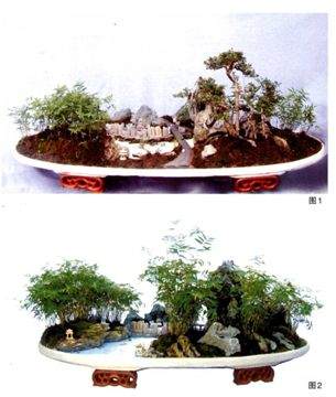 师法自然 传承文化 反映现实 &mdash;&mdash;盆景《延眺入幽篁》创作笔记图片1