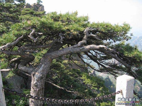 盆景应师法自然