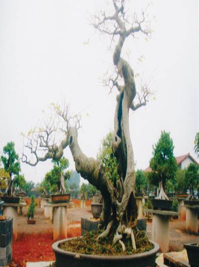 访玉林籍广西盆景艺术大师 徐伟华