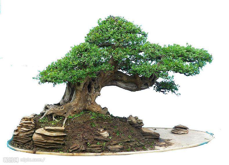 哈巴河让致富小盆景变为百花园