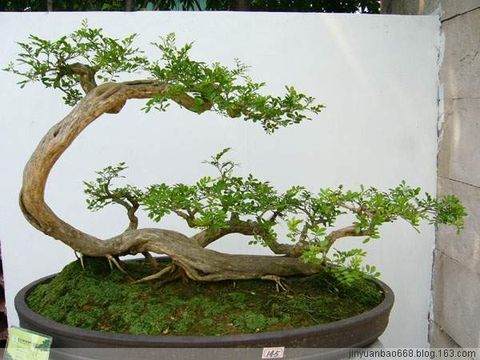 长沙周商品展销火爆 特色食品脱销高档盆景见商机