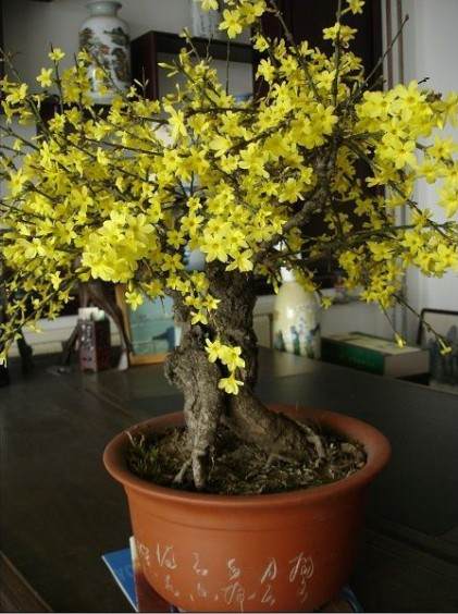 开一家香草盆景店商机无限