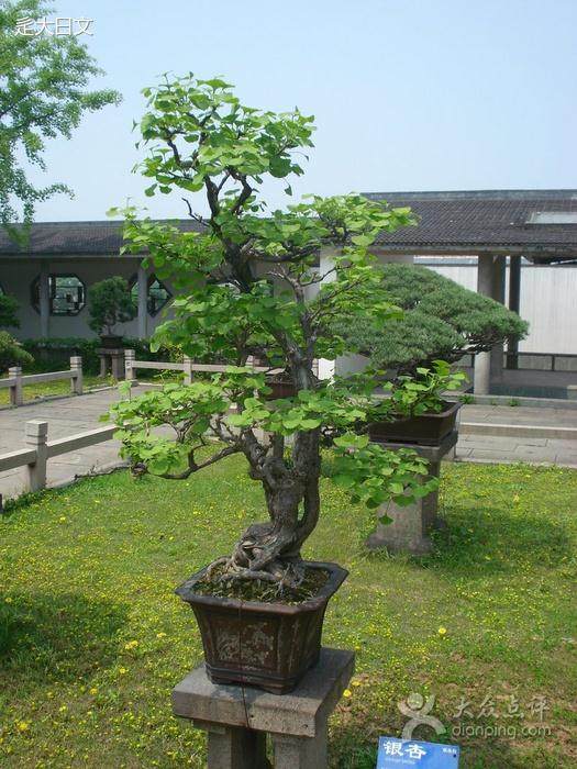 投资一个盆景店能收获不少钱 盆景店引商机无限