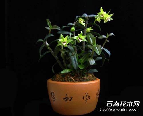 食用石斛持续低迷 盆景市场现商机