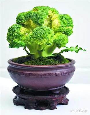 蔬菜瓜果盆景有商机