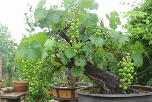 小小盆栽果蔬里隐藏的大商机