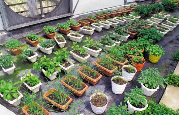 小小盆栽果蔬里隐藏的大商机