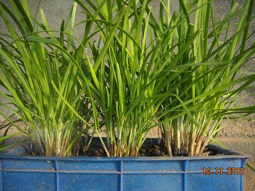 张寨镇 盆栽韭菜开启致富门