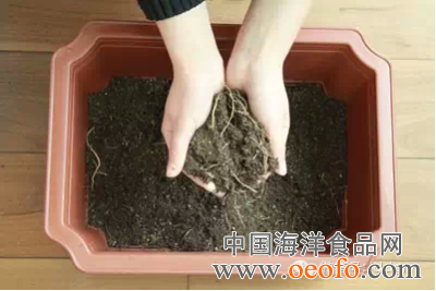 图解 盆栽韭菜怎么发芽种植的方法