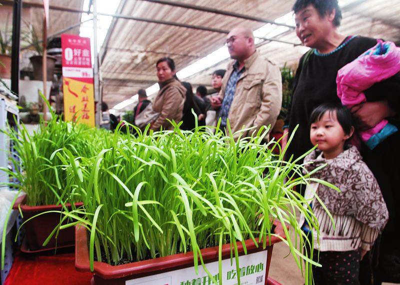 韭菜当花卖1盆99 能吃能赏的盆栽吸引眼球