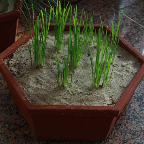 “盆栽韭菜”新财路